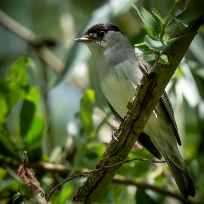 Spotted Eurasian Blackcap