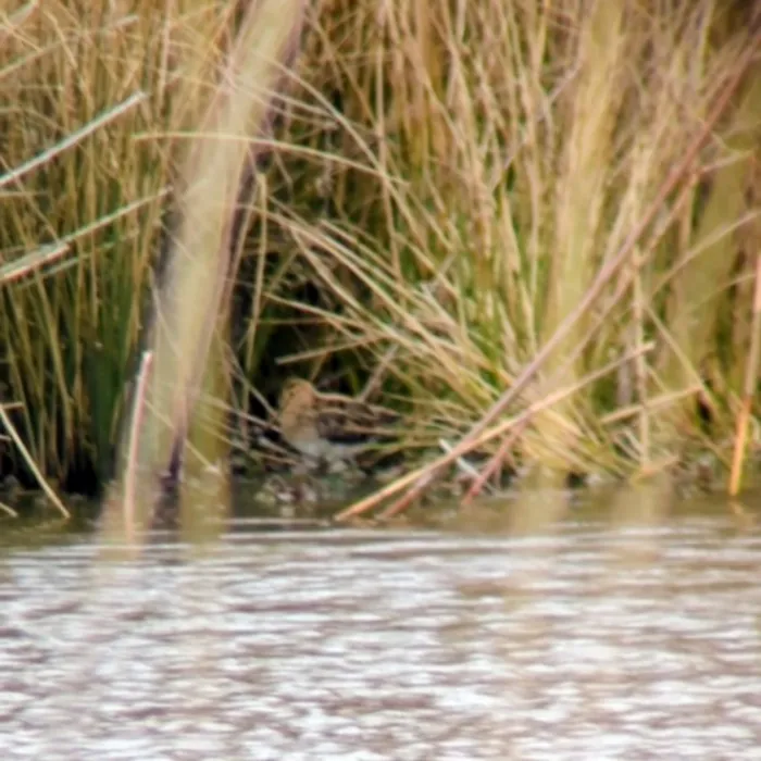 Spotted Common Snipe