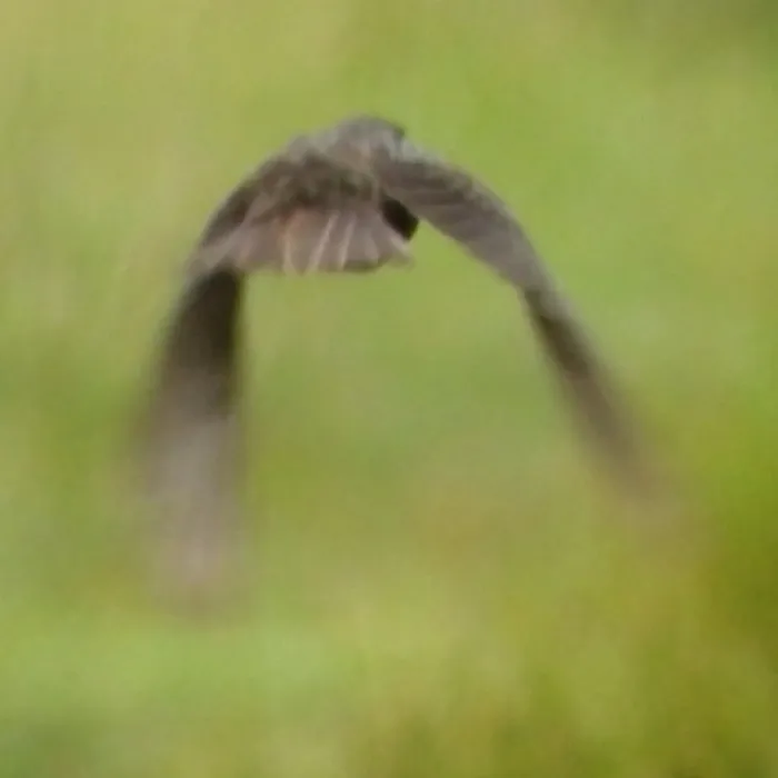 Spotted European Starling