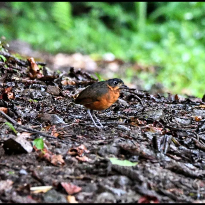 Gespotte Schubkapmierpitta