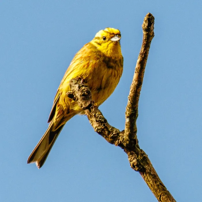 Spotted Yellowhammer