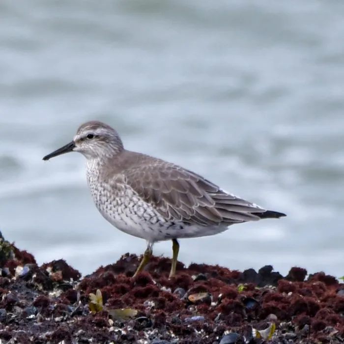 Spotted Red Knot