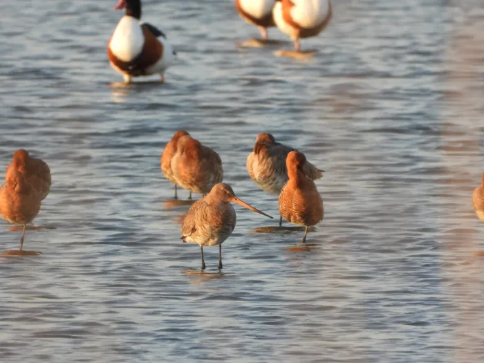 Spotted Black-tailed Godwit