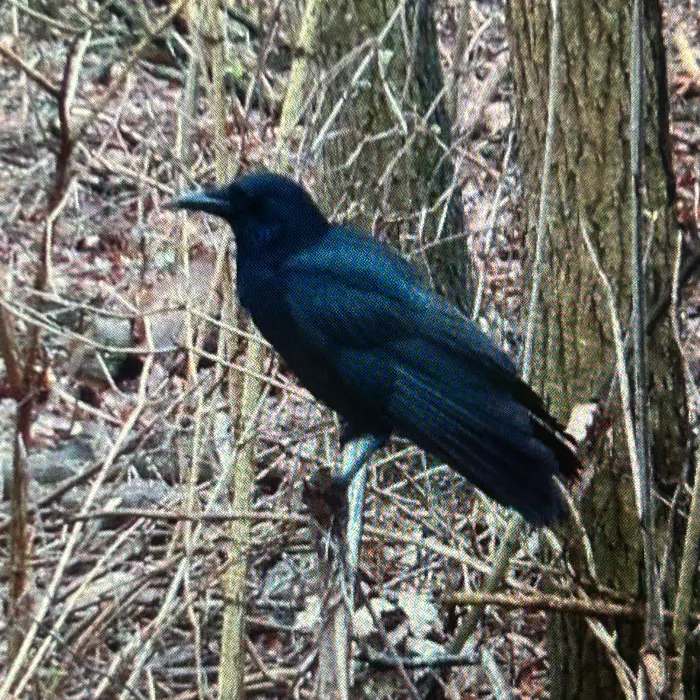 Spotted Carrion Crow