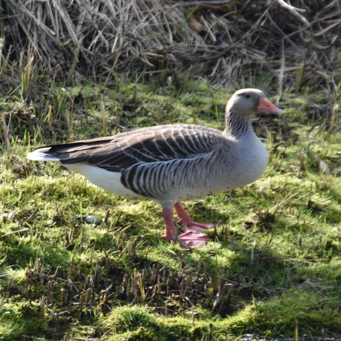 Gespotte Grauwe gans