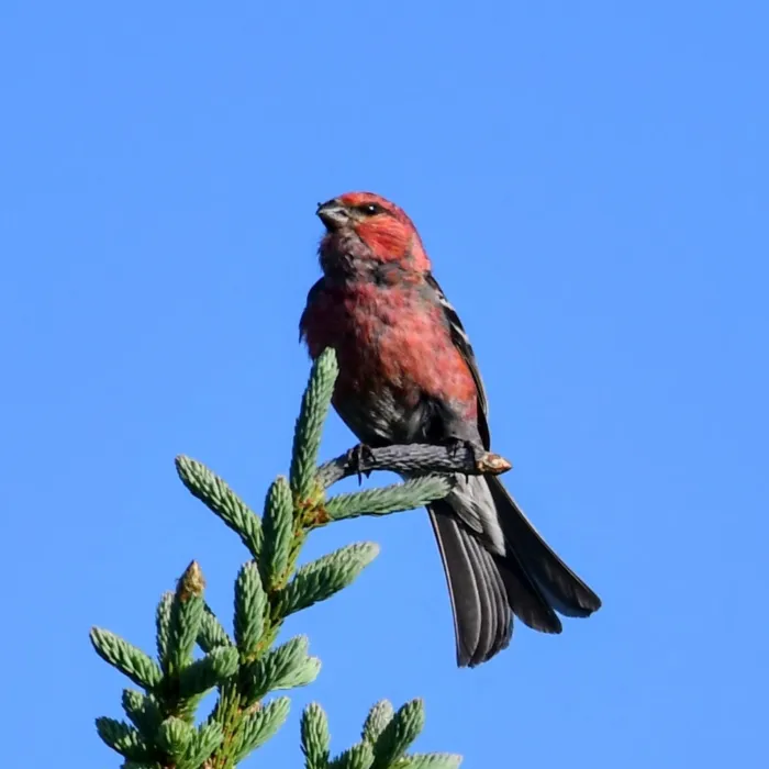 Spotted Pine Grosbeak