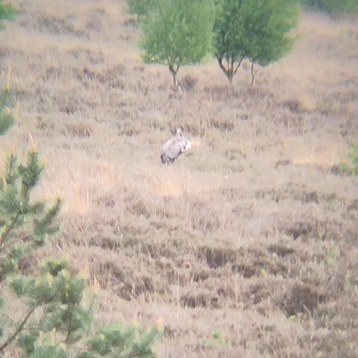 Spotted Common Crane