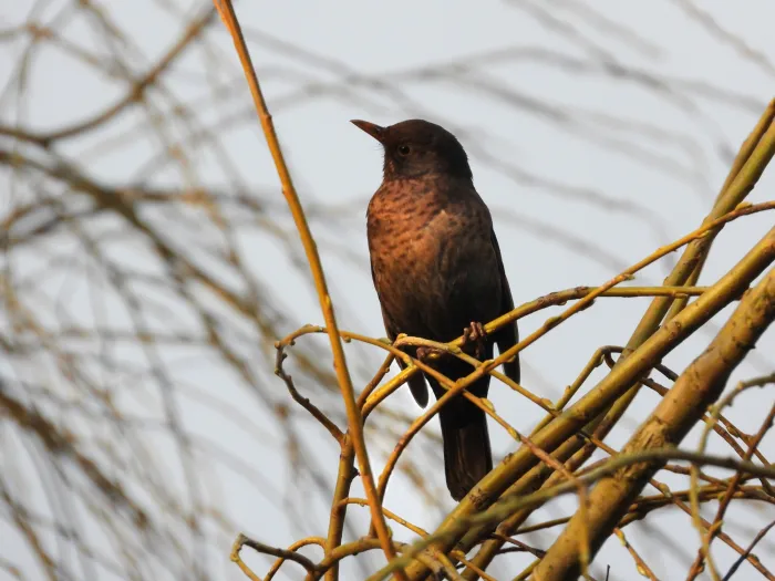 Spotted Eurasian Blackbird