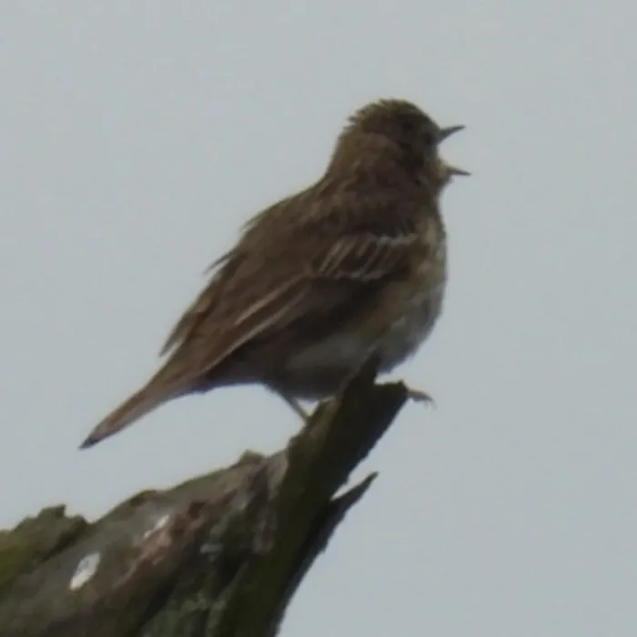 Spotted Tree Pipit