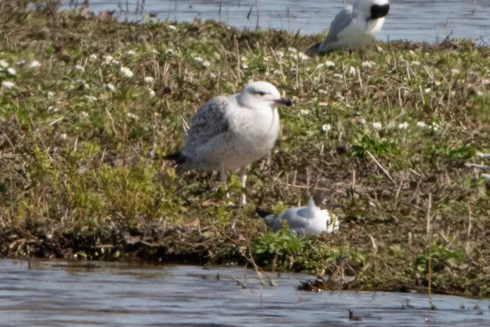 Gespotte Grote mantelmeeuw