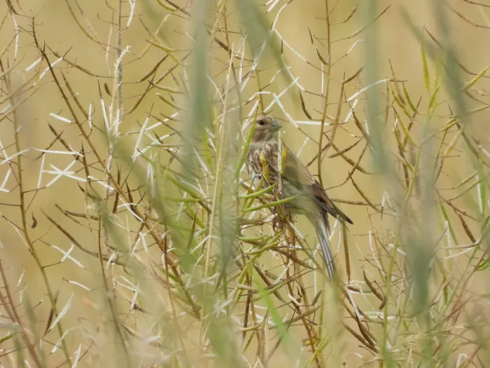 Spotted Eurasian Linnet