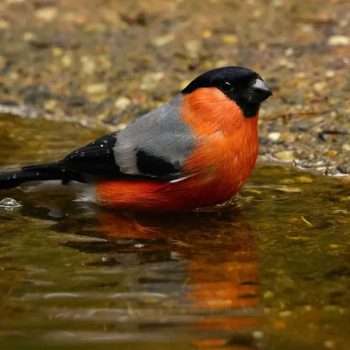 Spotted Eurasian Bullfinch