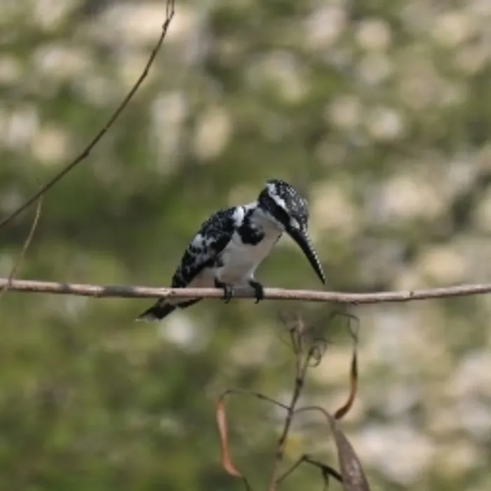 Spotted Pied Kingfisher
