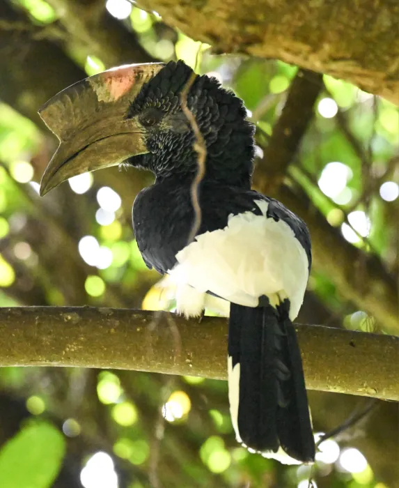 Spotted Black-and-white-casqued Hornbill