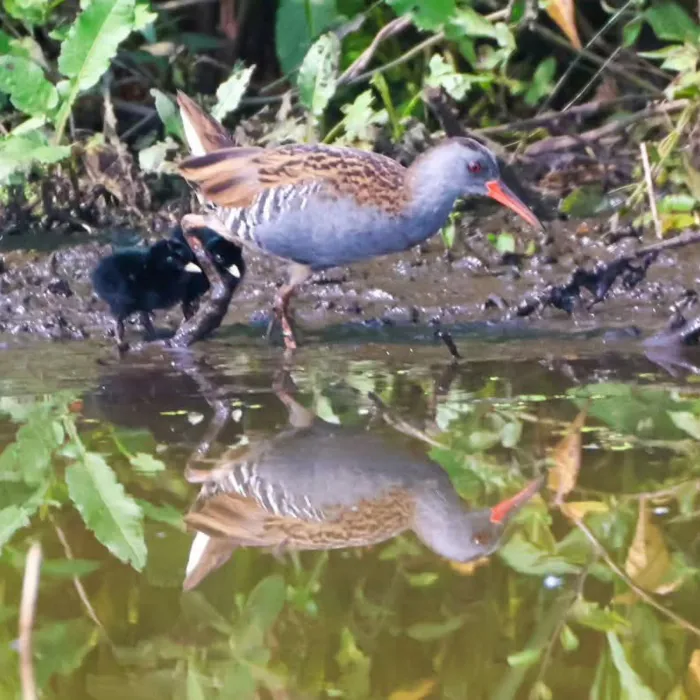 Spotted Water Rail