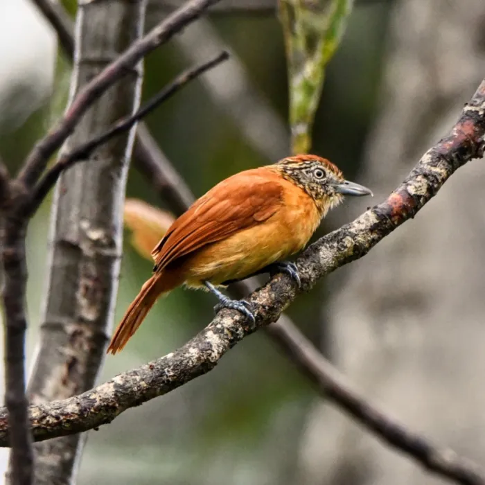 Spotted Barred Antshrike