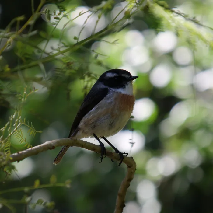 Spotted Reunion Stonechat