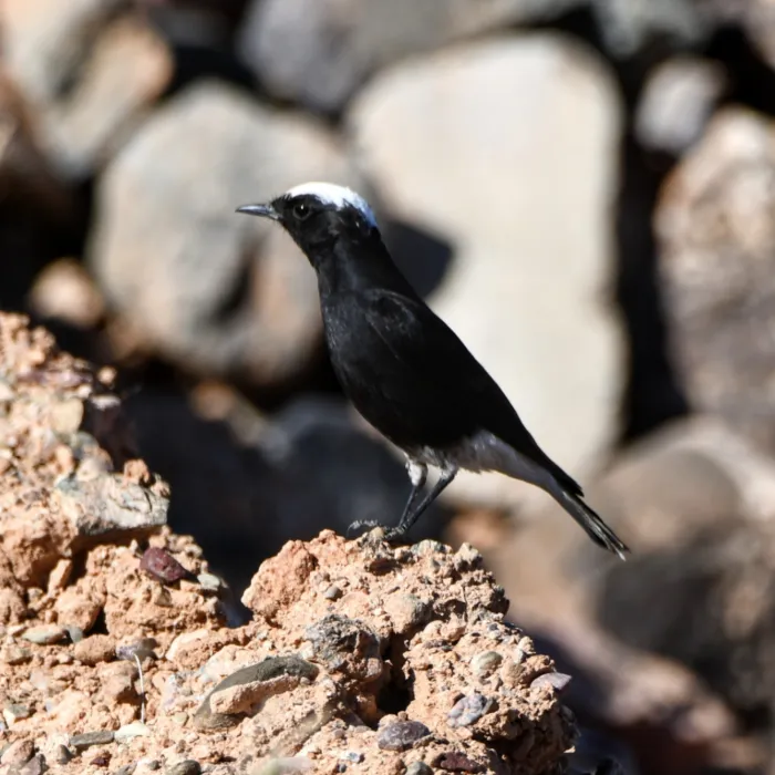 Gespotte Witkruintapuit