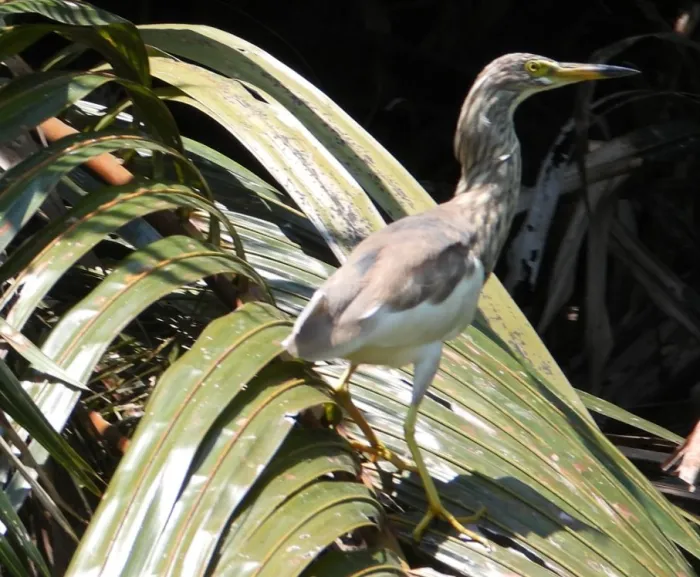 Gespotte Chinese ralreiger