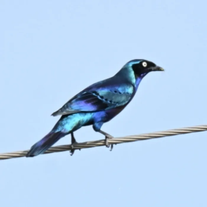 Spotted Splendid Starling