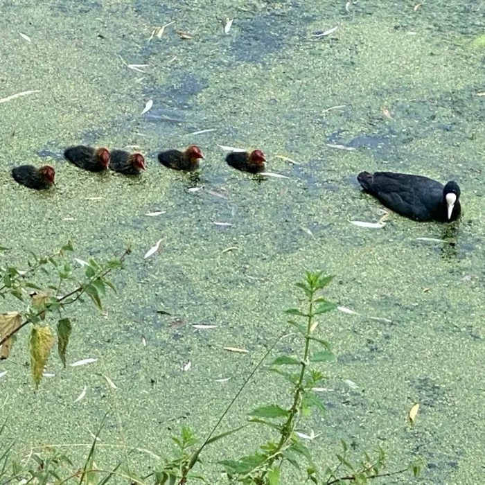 Spotted Eurasian Coot