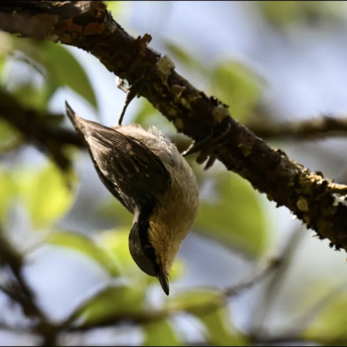 Gespotte Kastanjebuikboomklever