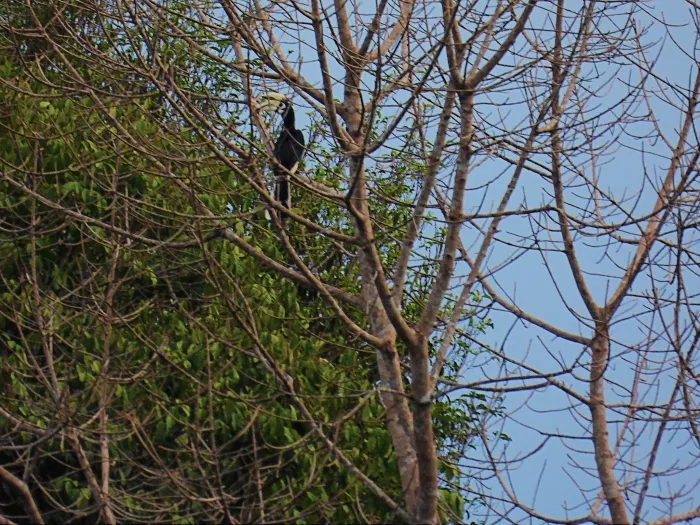 Gespotte Indische neushoornvogel