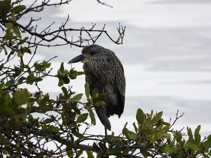 Spotted Yellow-crowned Night Heron