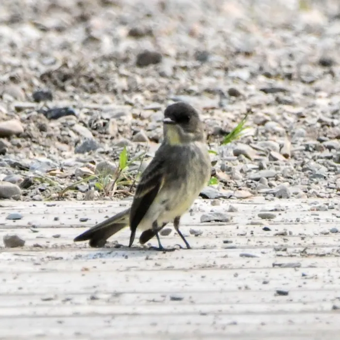 Spotted Eastern Phoebe