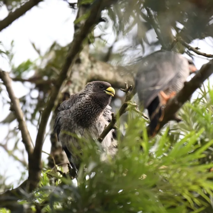 Spotted Eastern Plantain-eater