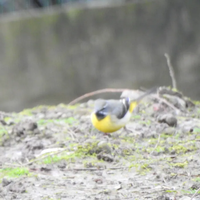 Gray Wagtail