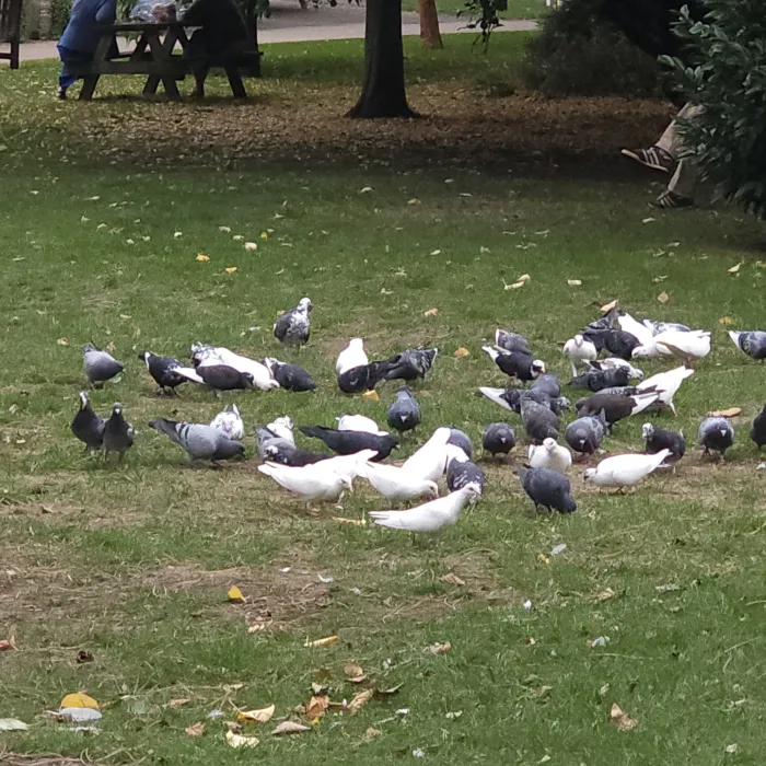 Spotted Stock Dove