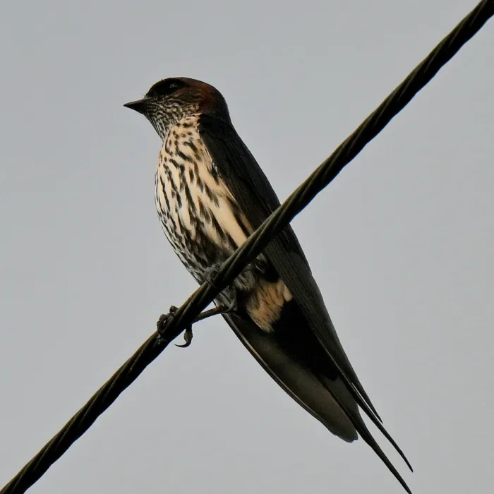 Spotted Eastern Red-rumped Swallow