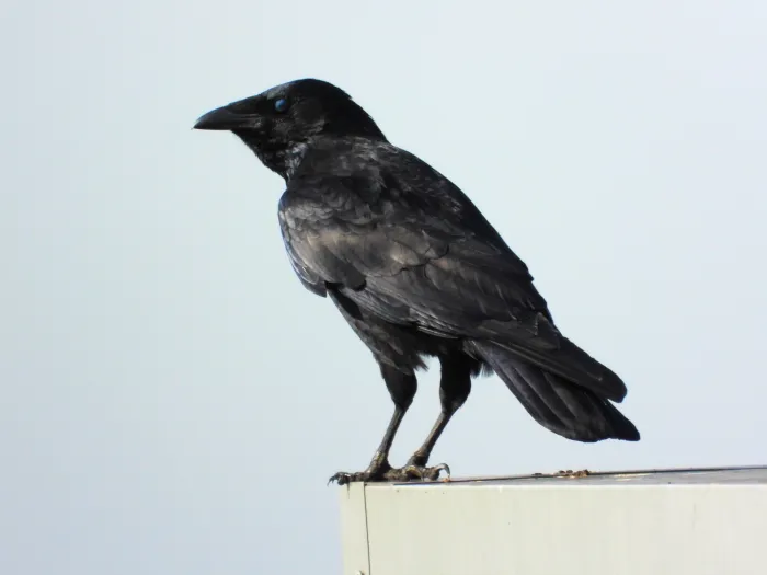 Spotted Carrion Crow
