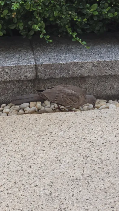 Gespotte Parelhalstortel