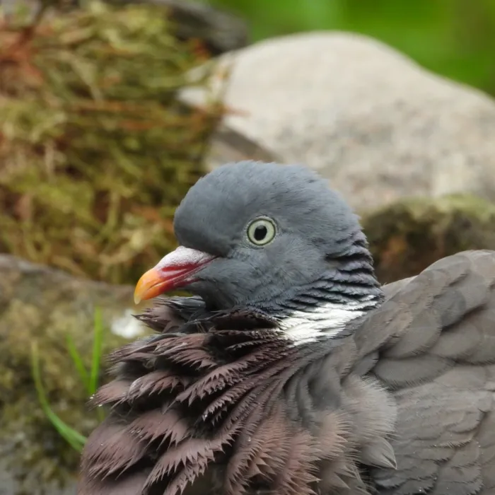 Spotted Common Wood-Pigeon