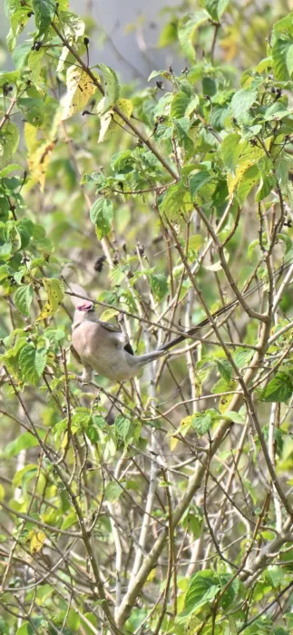 Waargenomen Blauwnekmuisvogel