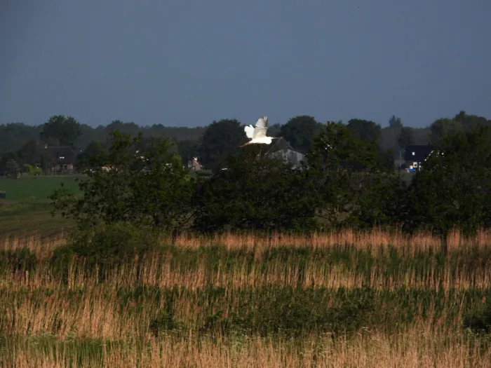Waargenomen Grote zilverreiger