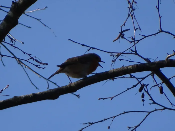 Spotted European Robin