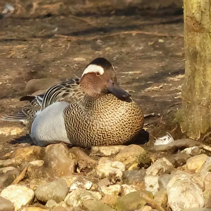 Spotted Garganey