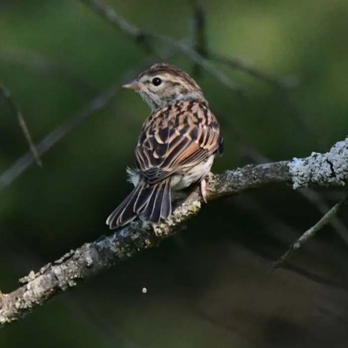 Spotted Chipping Sparrow