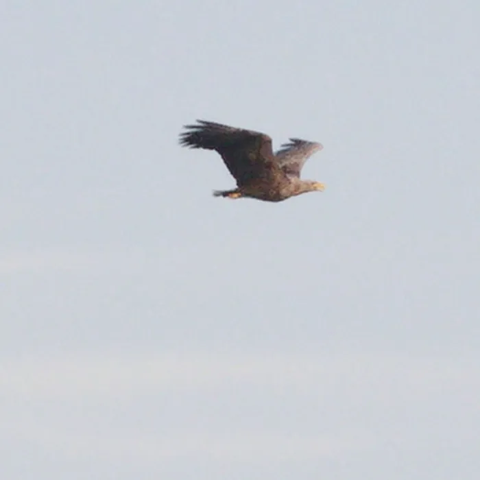 Spotted White-tailed Eagle