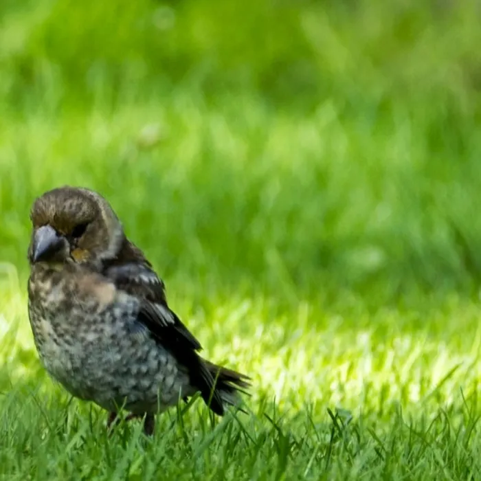 Waargenomen Appelvink