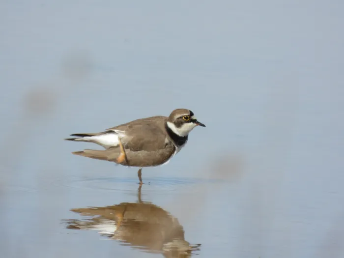 Gespotte Kleine plevier