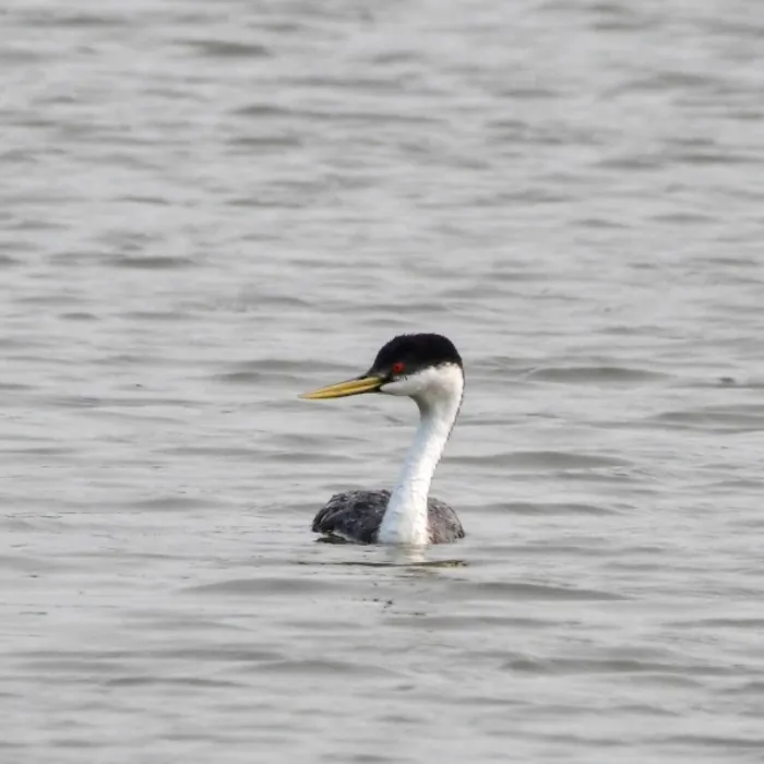 Gespotte Zwanenhalsfuut