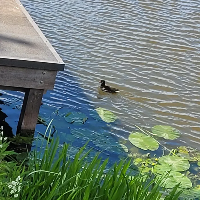 Spotted Eurasian Moorhen