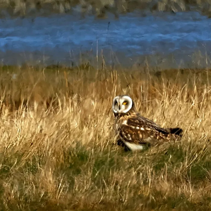 Spotted Short-eared Owl
