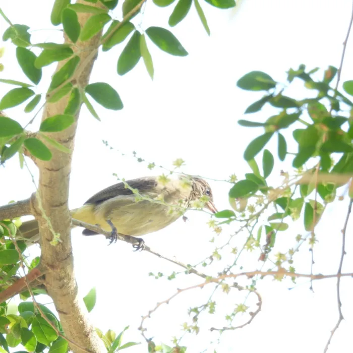 Gespotte Streepoorbuulbuul