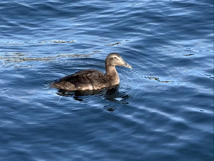 Spotted Common Eider