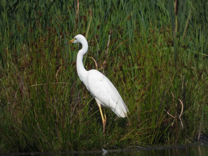 Spotted Great Egret